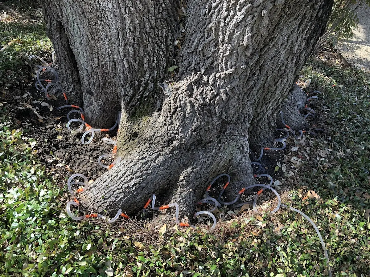 Detailed Tree Cabling and Bracing job site in Lizemores