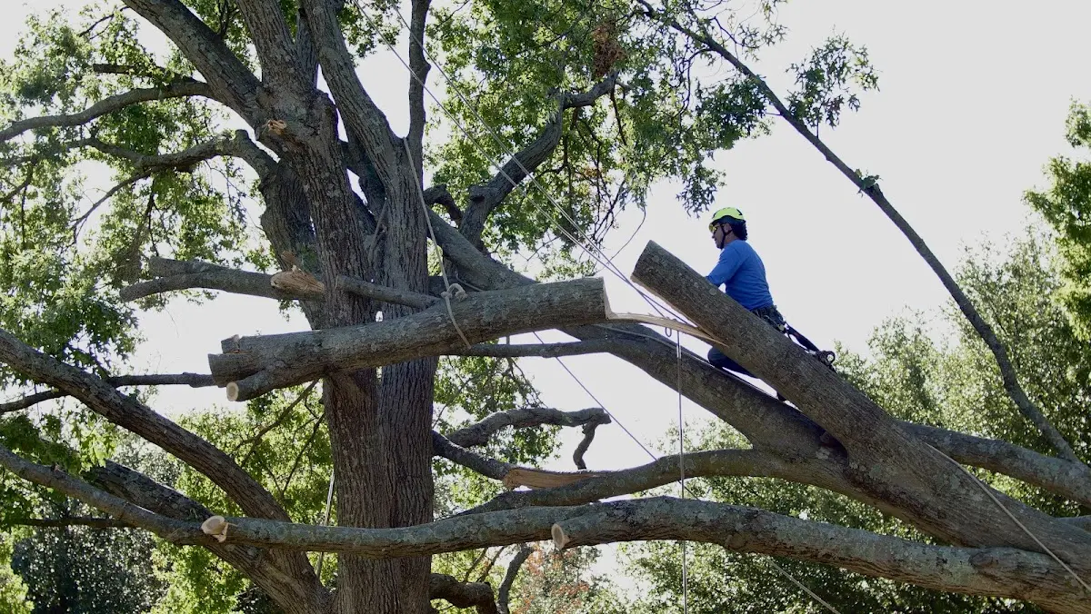 Professional Crown Thinning performed by certified arborists in Lizemores