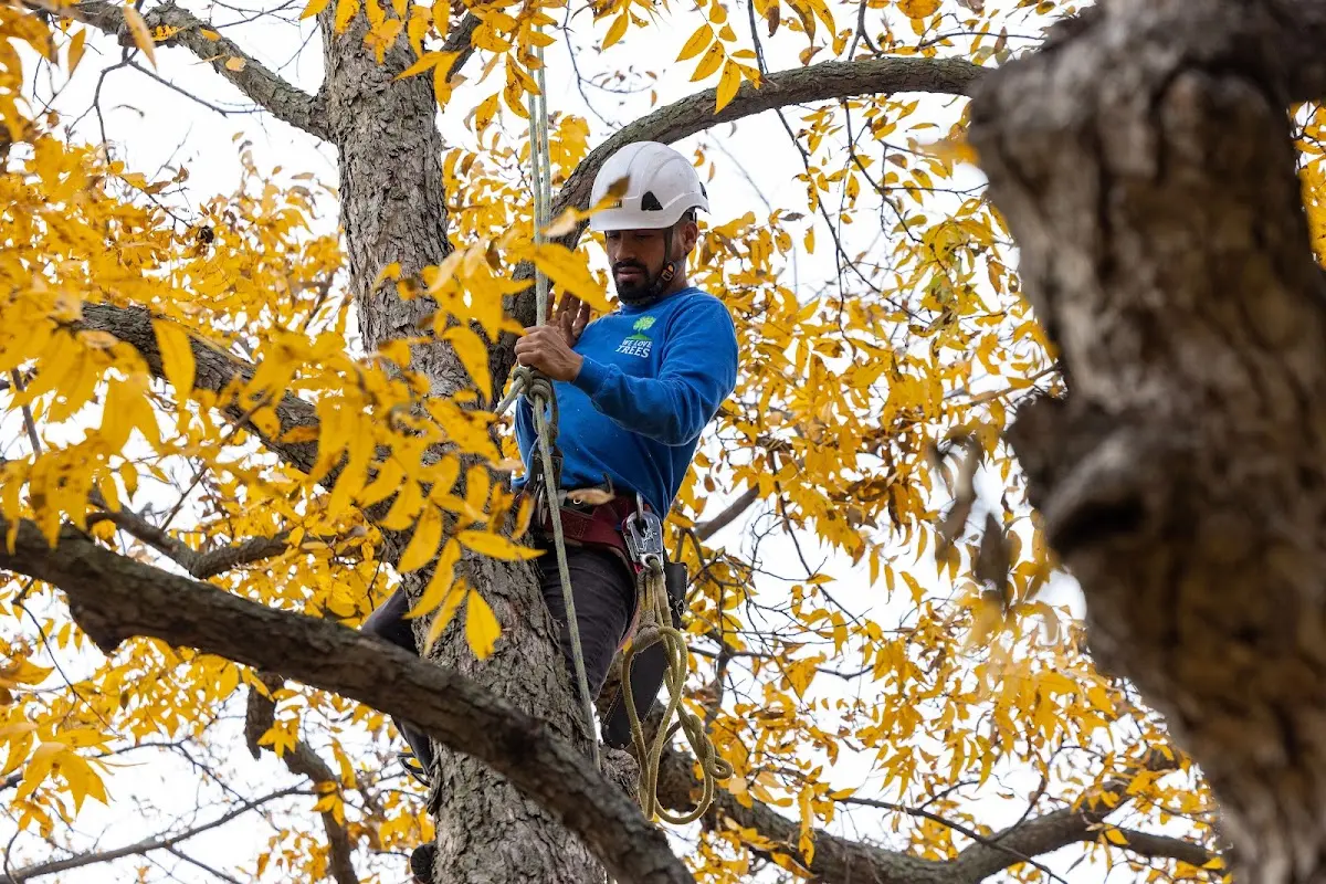 Skilled Tree Pruning crew working in Lizemores
